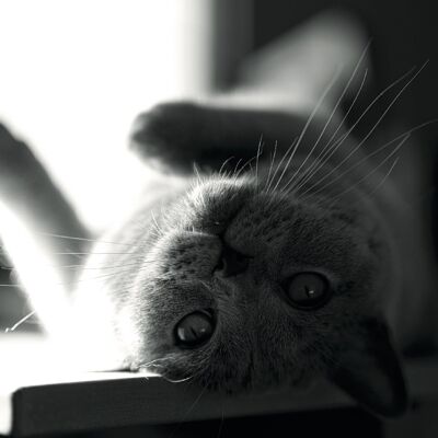 Süße Katze - Schwarz Weiß 90cm - 60cm