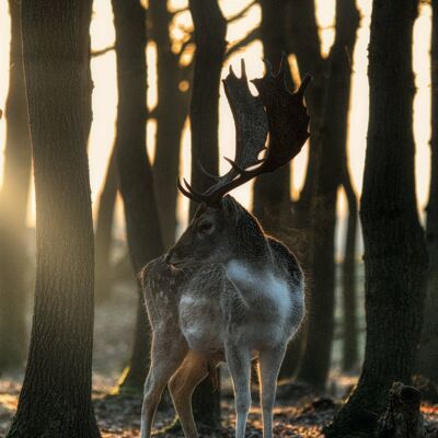 Blick auf den Sonnenuntergang - Hirsch 90cm - 60cm