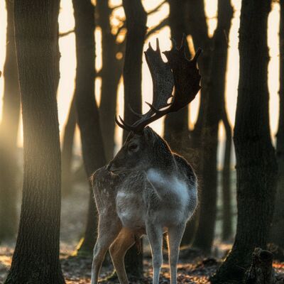 Mirando el Atardecer - Ciervo 120cm - 80cm