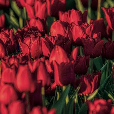 Nederlands Rood - Tulpen 100cm - 50cm