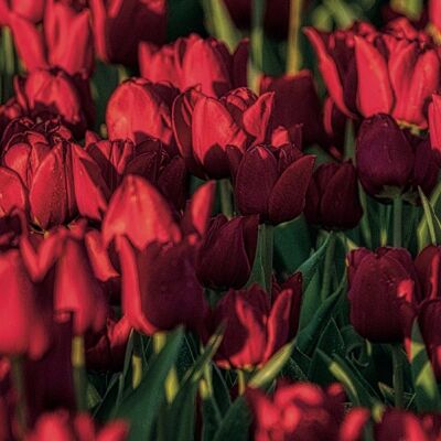 Nederlands Rood - Tulpen 60cm - 30cm