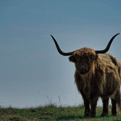 Wilde Schotse Hooglander 120cm - 80cm