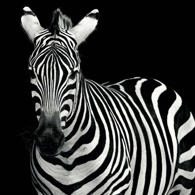 Zwart Witte Zebra 80cm - 120cm