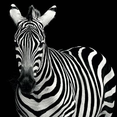 Zwart Witte Zebra 40cm - 70cm