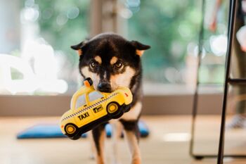 Canine Commute Collection - Barking Bullet Train 3