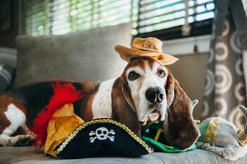 Mutt Hatter Collection - Pirate Hat 3