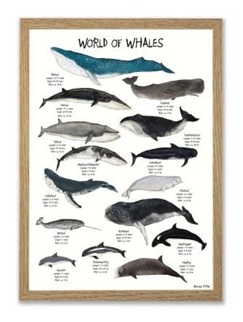 World of Whales A4 poster