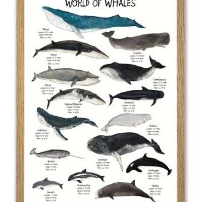 World of Whales A4 poster