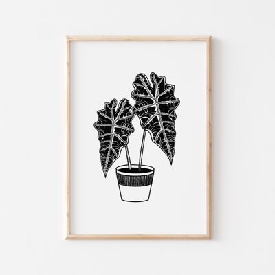 Black and White Alocasia Polly Print A5