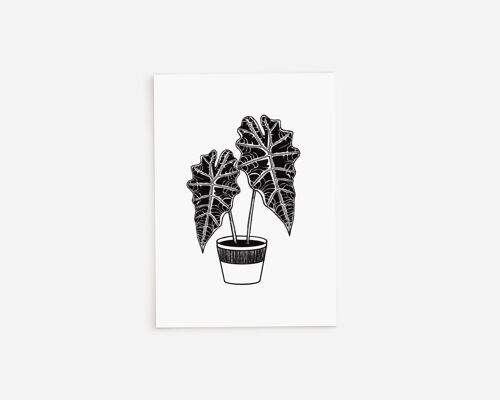 Black and White Alocasia Polly Greetings Card A5