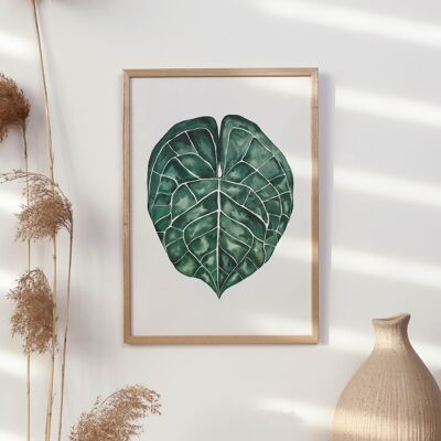 Art Print "Anthurium Clarinervium Leaf" - A4