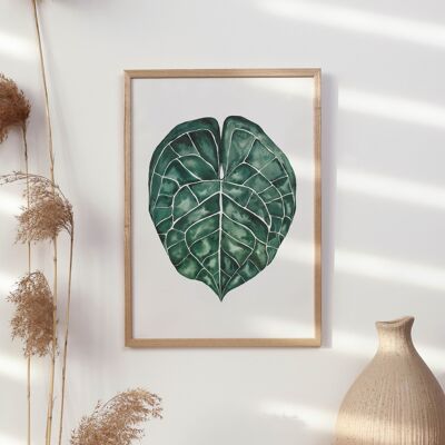 Art Print "Anthurium Clarinervium Leaf" - A3