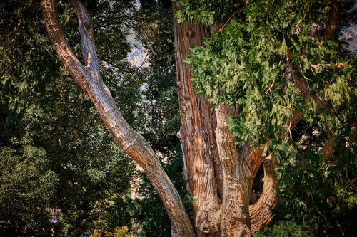 Old Tree, Lombardy - 45x30 - Plexiglas