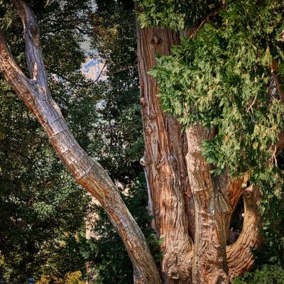 Viejo árbol, Lombardía - 45x30 - Plexiglás
