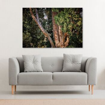 Vieil arbre, Lombardie - 120x80 - Plexiglas 2