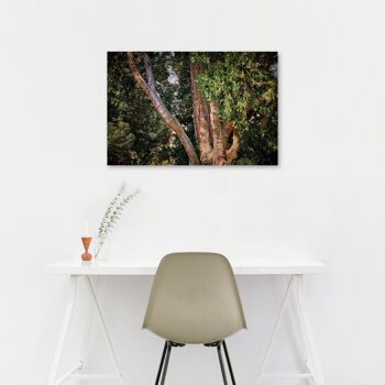 Vieil arbre, Lombardie - 120x80 - Plexiglas 3
