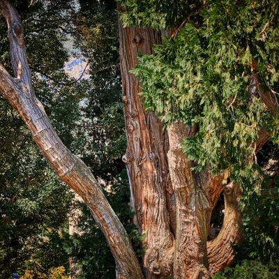 Vieil arbre, Lombardie - 180x120 - Plexiglas
