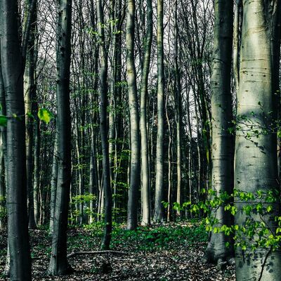 Green woods, Germany - 50x25 - Plexiglas