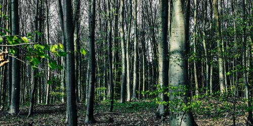 Green woods, Germany - 80x40 - Plexiglas