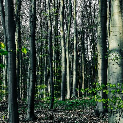 Bois verts, Allemagne - 120x60 - Plexiglas