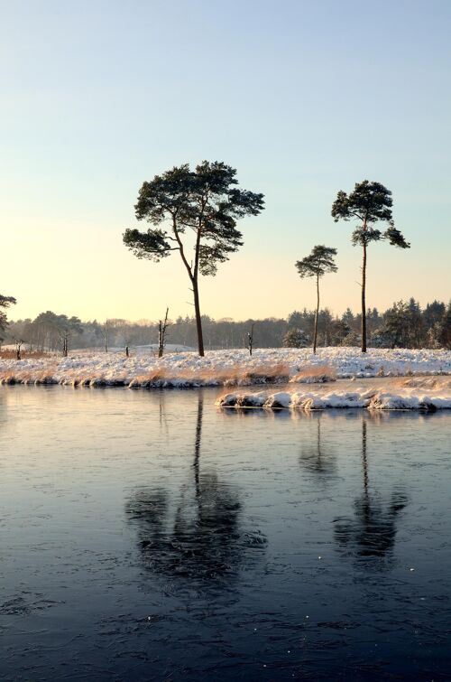 Frosty Forest, Nijmegen - 30x45 - Plexiglas