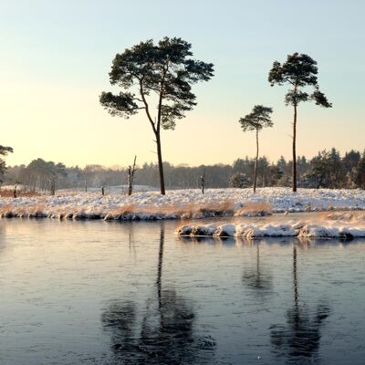 Frosty Forest, Nijmegen - 30x45 - Plexiglas