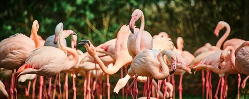 Flamingos, Galapagos Islands - 50x20 - Plexiglas