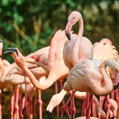 Flamingos, Galapagos Islands - 50x20 - Plexiglas