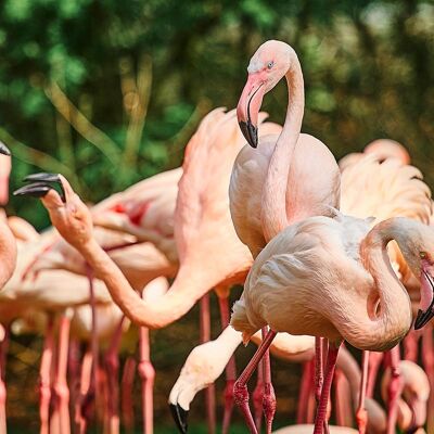 Flamants roses, îles Galapagos - 60x24 - Plexiglas