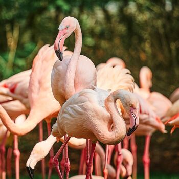 Flamants roses, îles Galapagos - 60x24 - Plexiglas 4