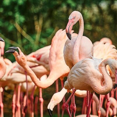 Flamingos, Galapagos Islands - 80x32 - Plexiglas