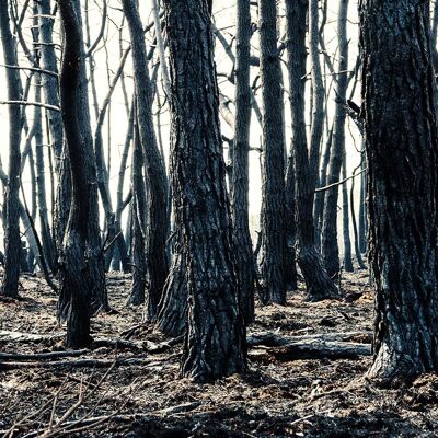 Foresta bruciata, Russia - 50x25 - Plexiglas