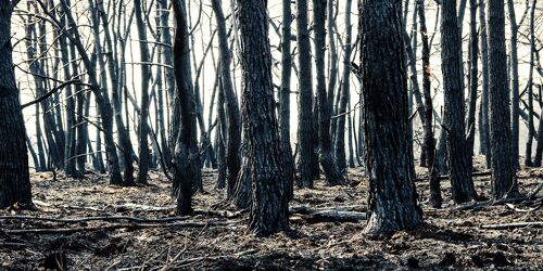 Burned Forest, Rusland - 60x30 - Plexiglas