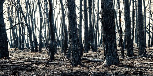 Burned Forest, Rusland - 70x35 - Plexiglas