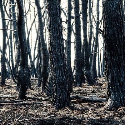 Bosque quemado, Rusia - 80x40 - Plexiglás