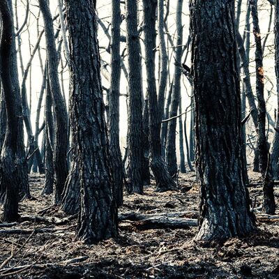 Burned Forest, Russia - 90x45 - Plexiglas