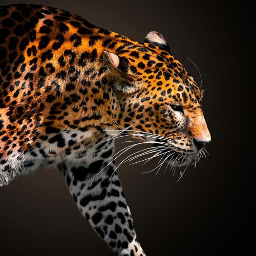 Panter, Africa - 90x90 - Plexiglas