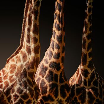 Girafe, Afrique - 50x50 - Plexiglas 1