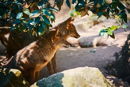 Foxes, Schwarzwald - 120x80 - Plexiglas