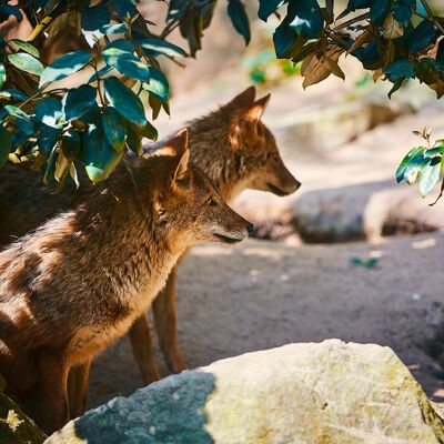 Foxes, Schwarzwald - 120x80 - Plexiglas