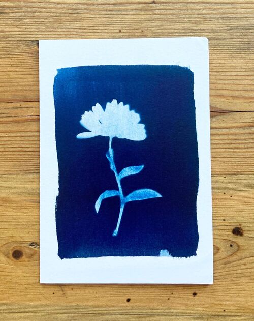 Calendula' Botanical Blue Greetings Card