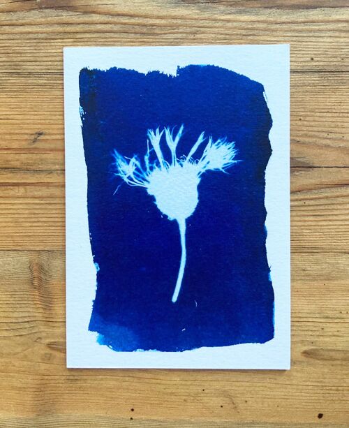 Cornflower Montana' Botanical Blue Greetings Card