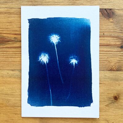 Dandelions' Botanical Blue Greetings Card