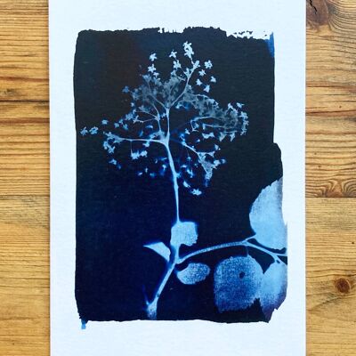 Carte de vœux bleue botanique de fleur de sureau