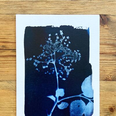 Biglietto d'auguri blu botanico dei fiori di sambuco