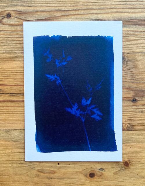 Herb Robert' Botanical Blue Greetings Card