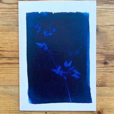 Carte de vœux bleue botanique de Herb Robert