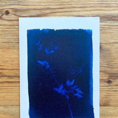 Herb Robert' Botanical Blue Grußkarte