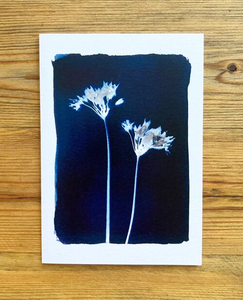 Wild Garlic' Botanical Blue Greetings Card