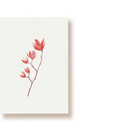 magnolias | tarjeta postal